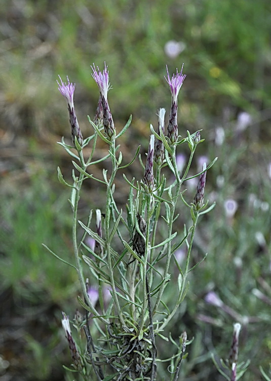 Staehelina dubia L. / Pennellini